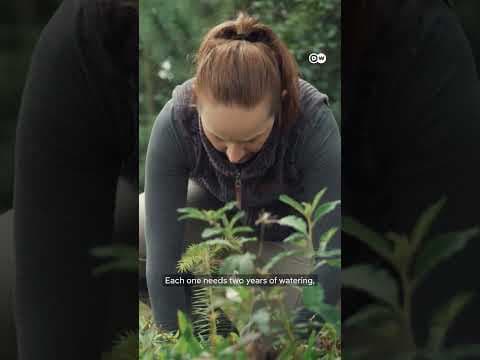 Does replanting trees 🌳🌍 actually work?