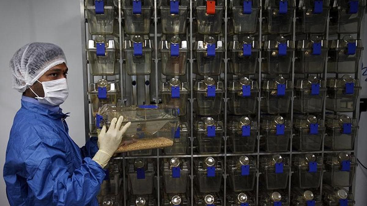 Genetic study in mice maps pathway linked to neurodevelopmental defects in offspring